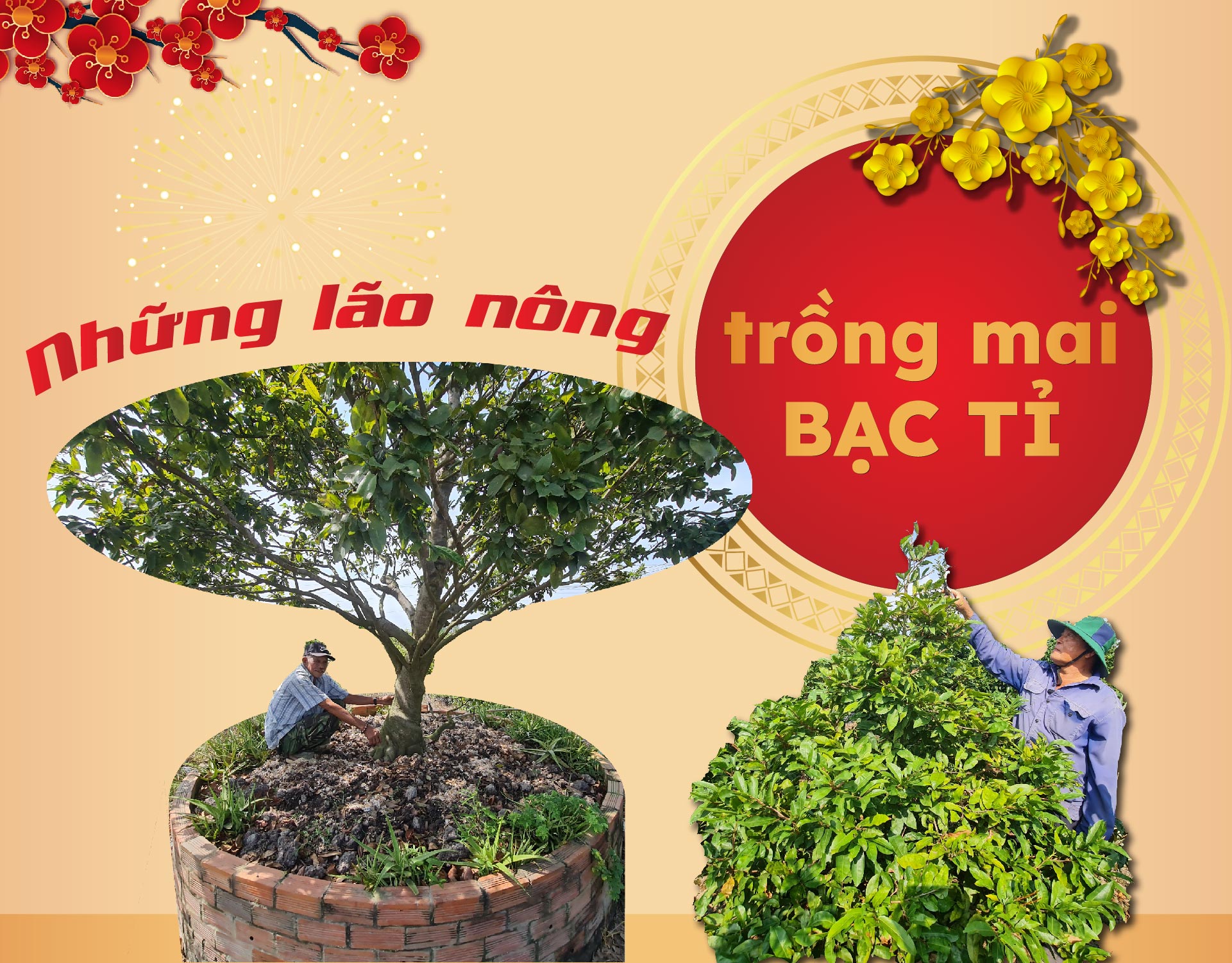 Những lão nông trồng mai bạc tỉ