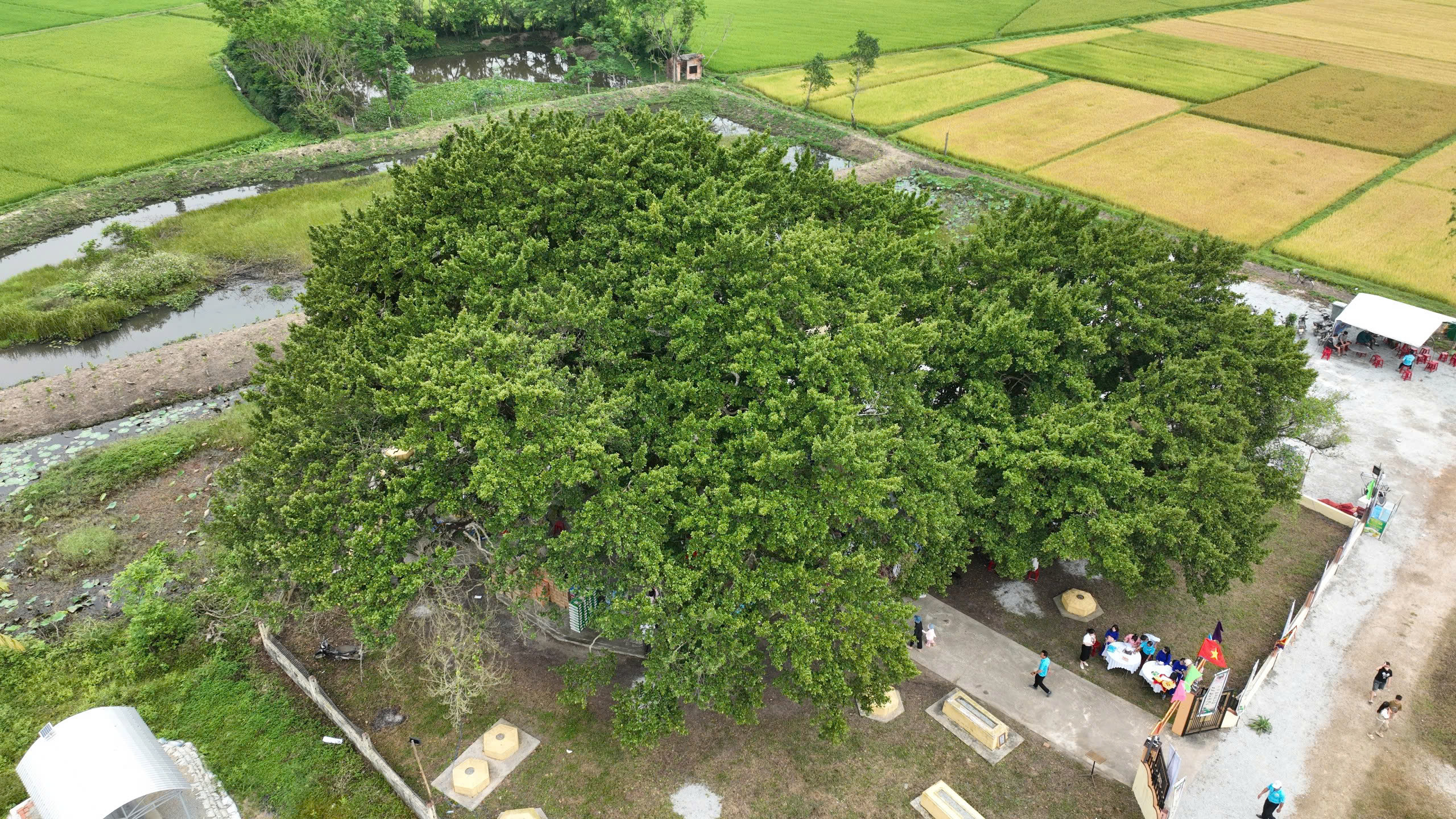 Cây Găng néo hơn 700 tuổi ở Quảng Nam được công nhận cây di sản