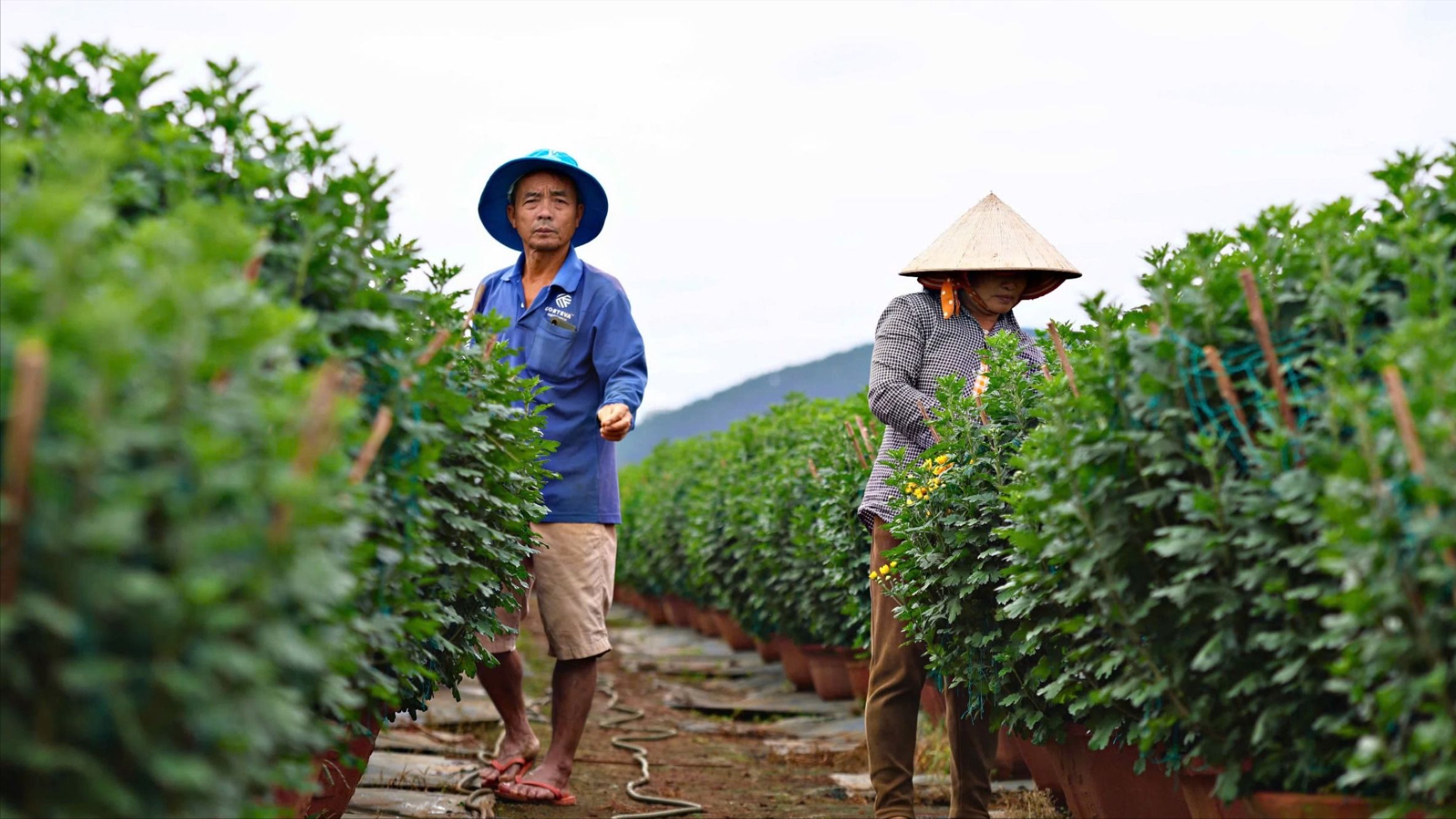 Có một làng hoa của người Quảng Ngãi ở Krăng Gọ 2