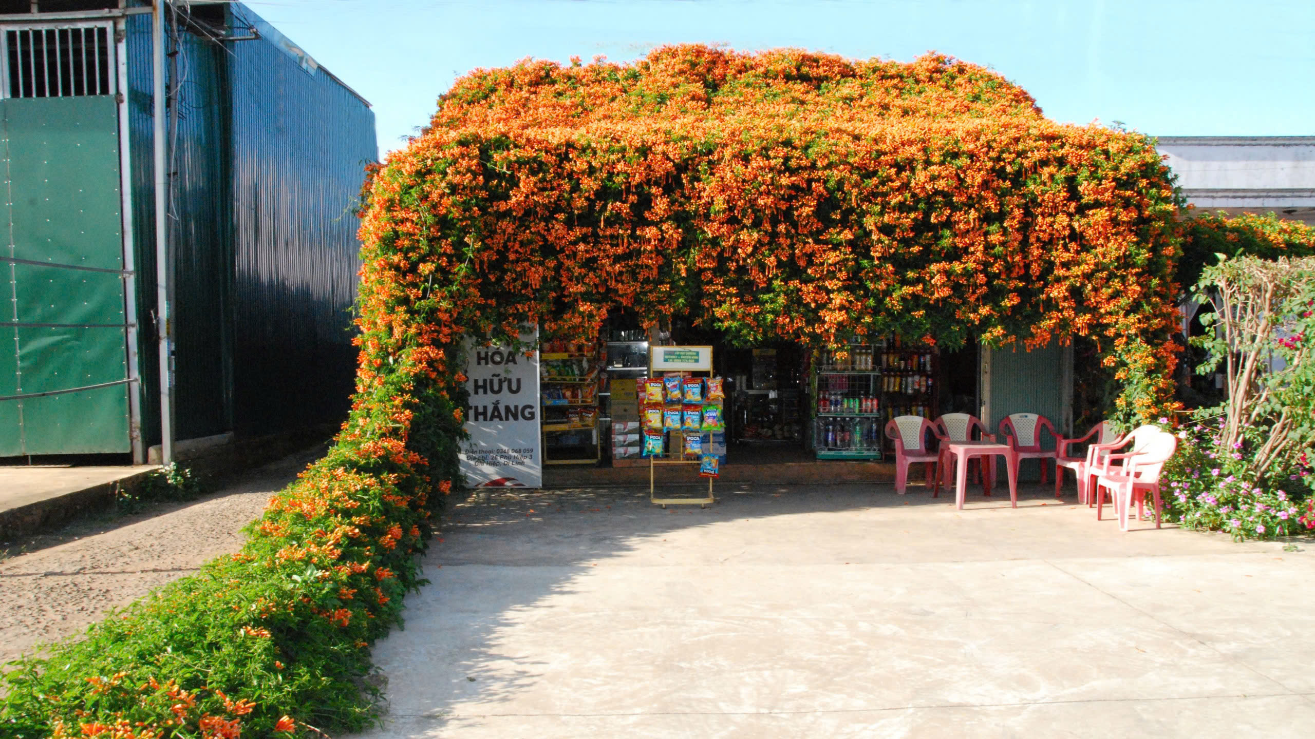 Hoa chùm ớt nở rực, phủ kín tiệm tạp hoá ở xứ ngàn hoa