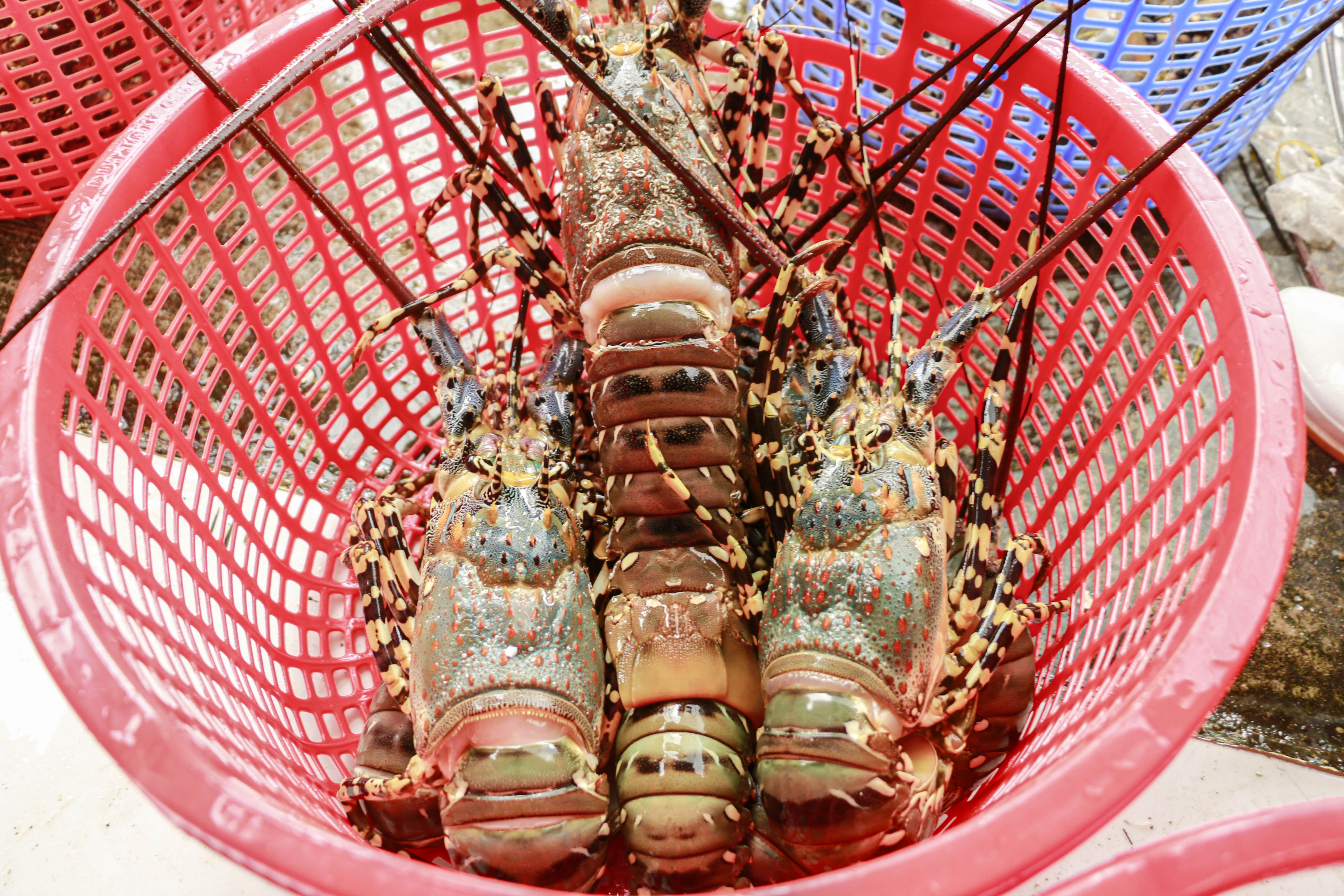 Bán tháo tôm hùm chạy bão 13