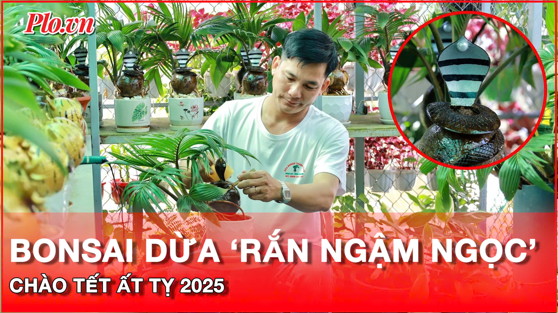 Video: Gặp nghệ nhân tạo hình bonsai dừa 'rắn ngậm ngọc' phục vụ Tết Ất Tỵ 2025