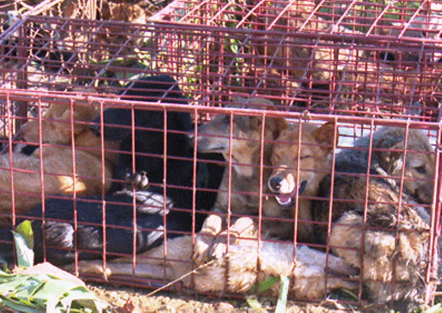 Tài xế xe khách chở 72 con chó bị phạt hơn 8 triệu đồng