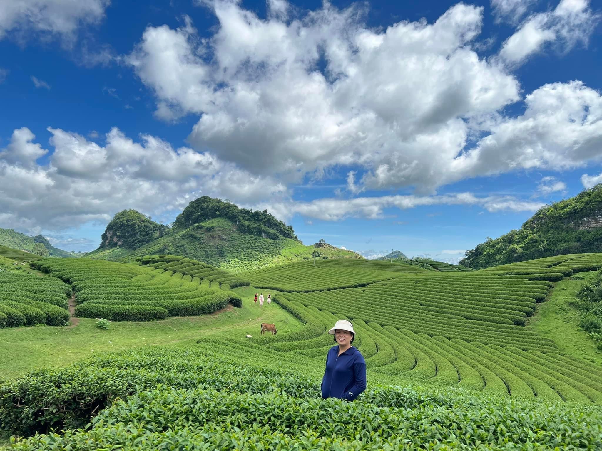 Mộc Châu đẹp ngỡ ngàng với những đồi chè xanh bạt ngàn