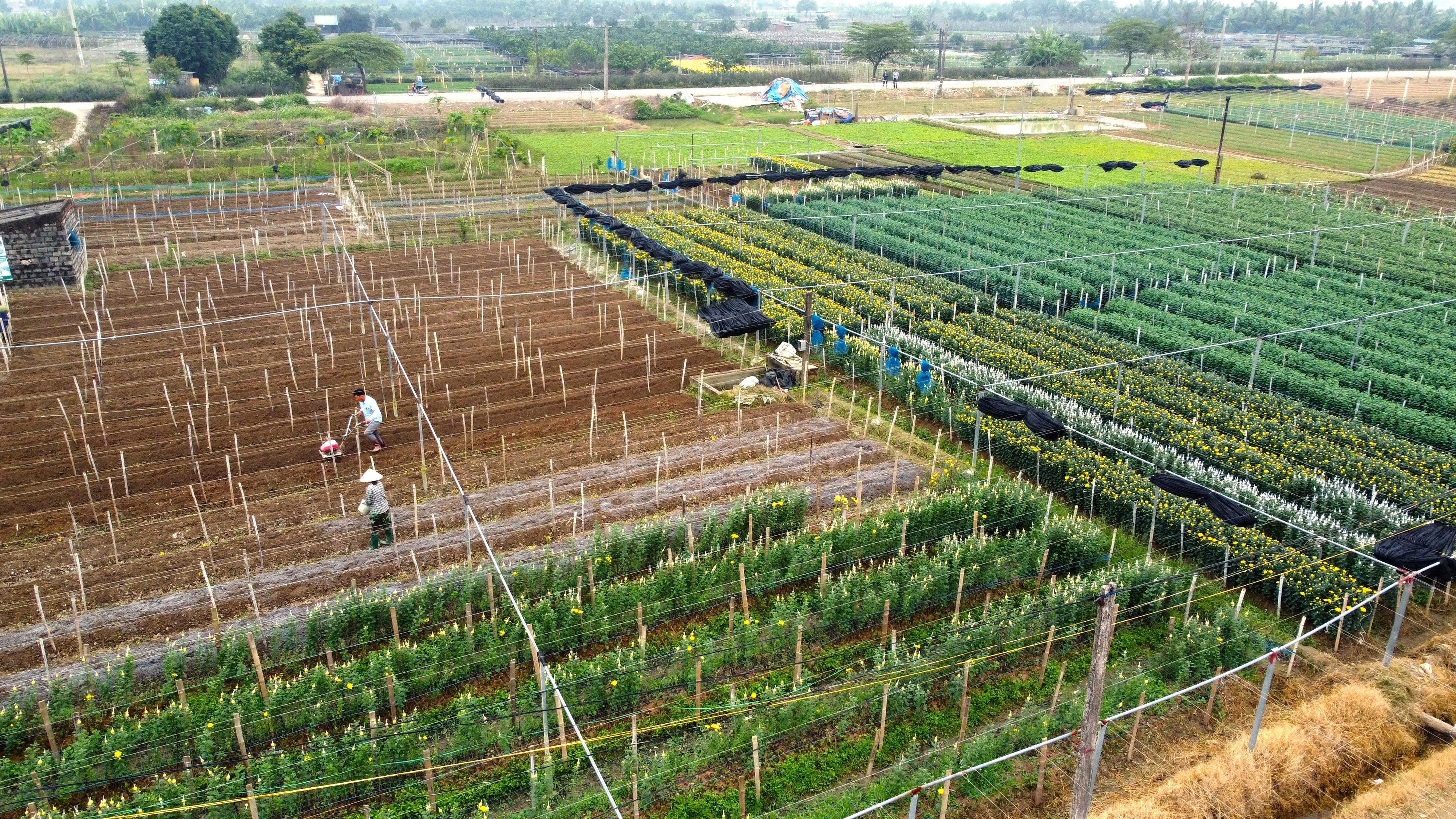 Làng hoa Đông Cương 'chạy đua' để hoa nở đúng Tết Nguyên Đán