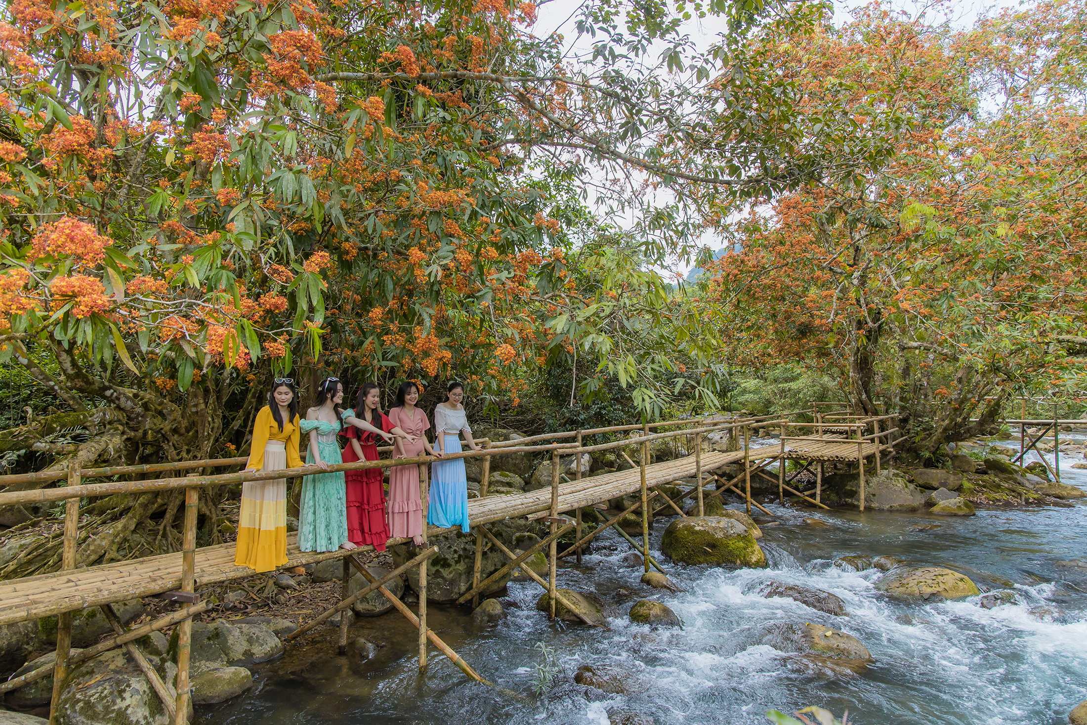 Ngắm hoa vàng anh nở rộ bên suối ở Di sản Phong Nha - Kẻ Bàng