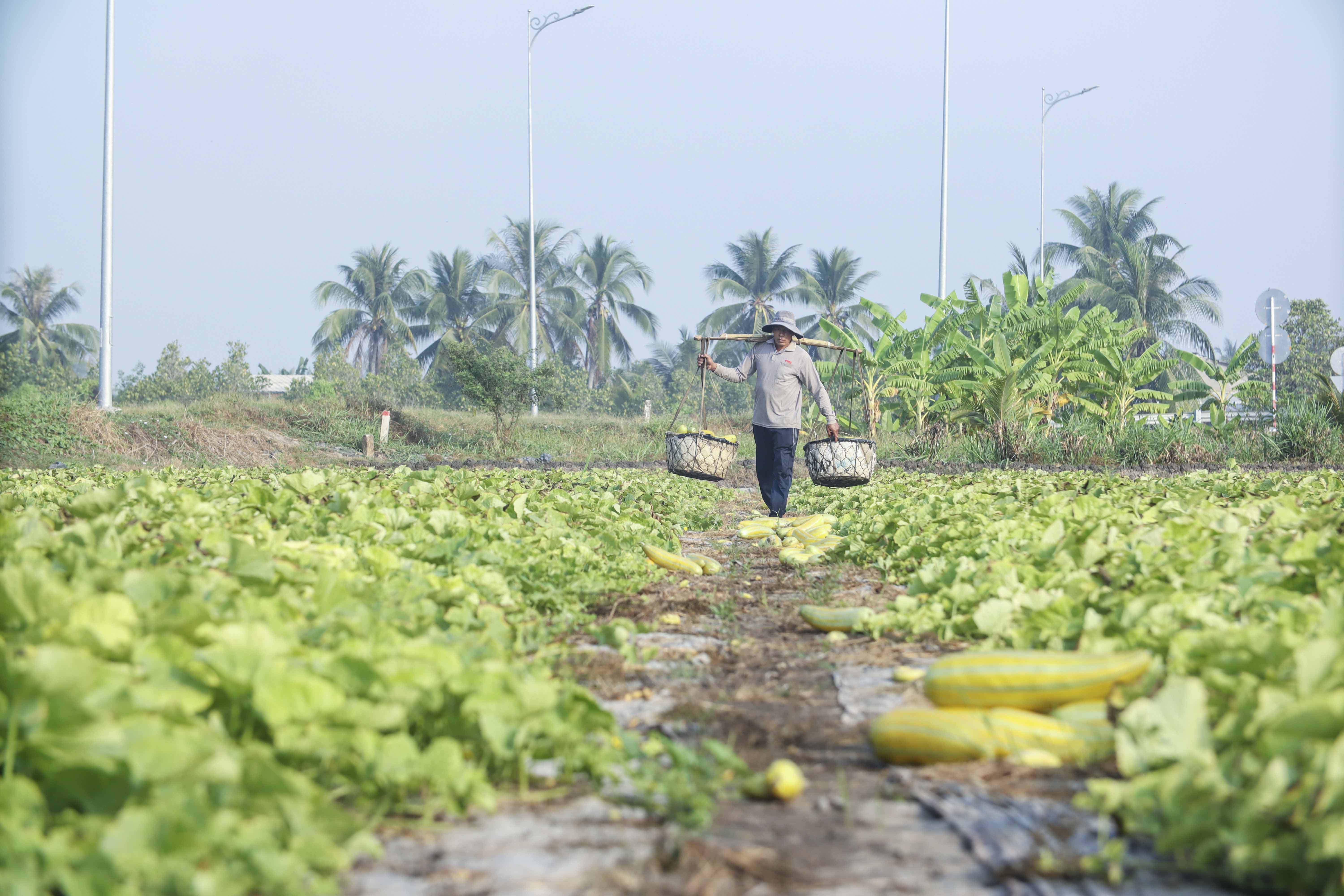 Nông dân Long An thất mùa vụ dưa gang sau tết