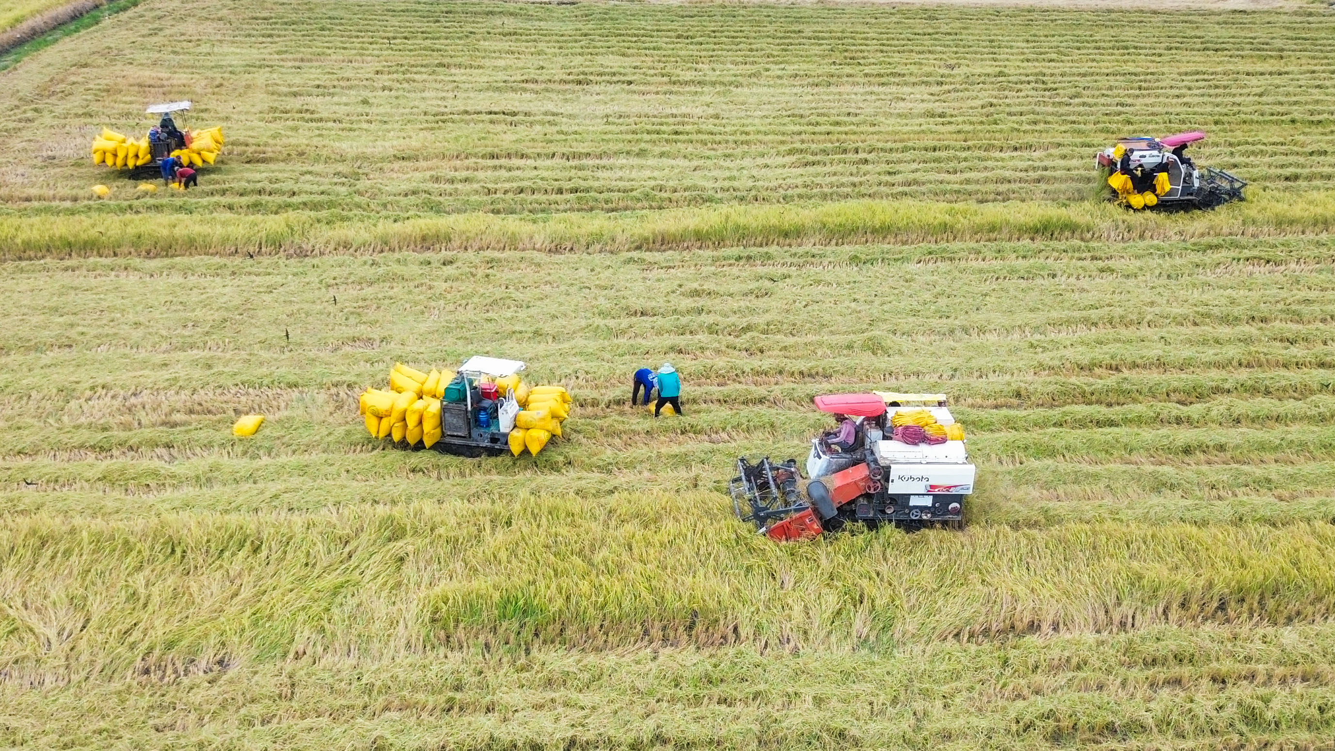 Nhộn nhịp mùa thu hoạch lúa ở Long An vào đầu năm mới