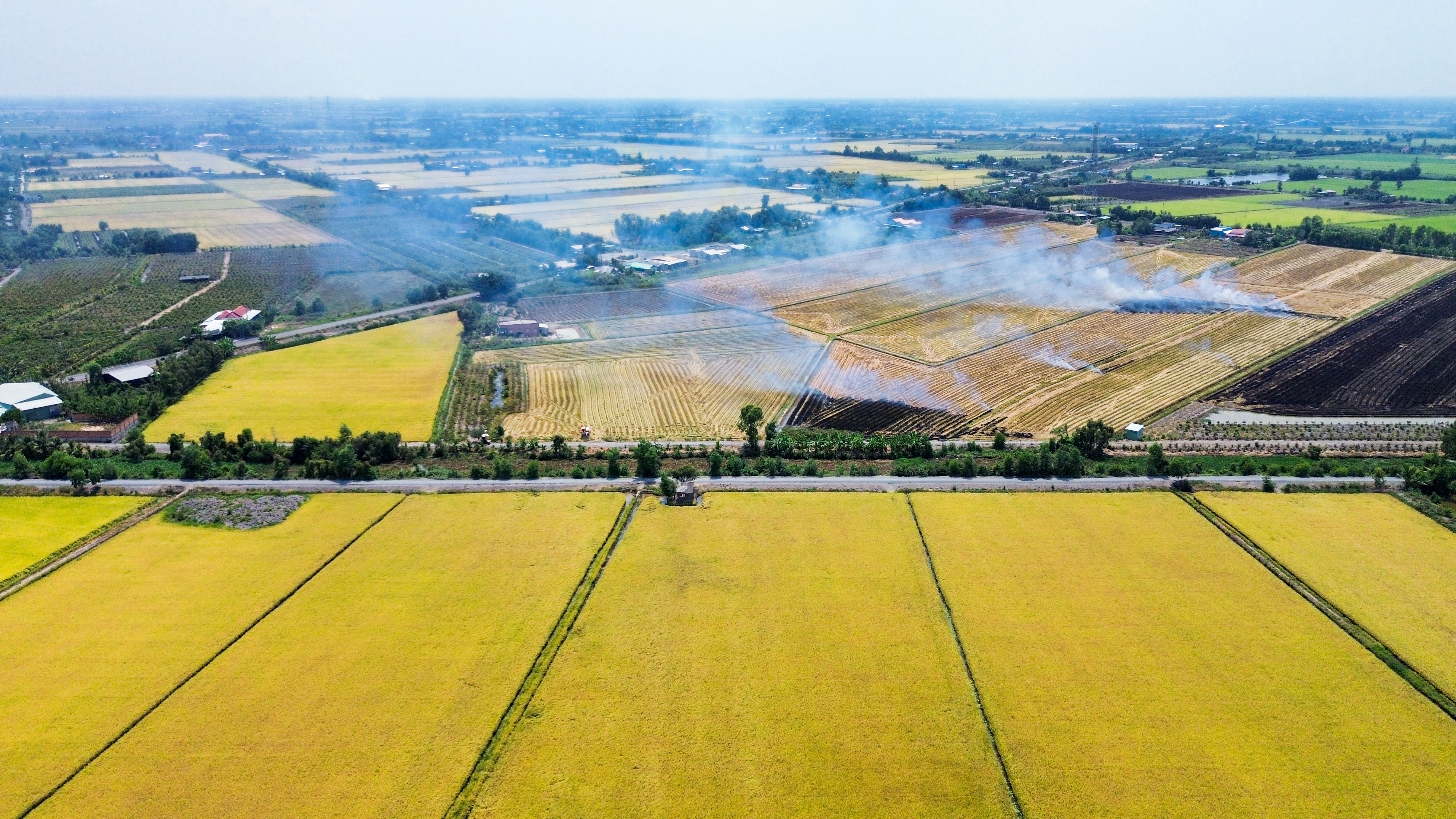 Ngắm cánh đồng lúa chín vàng rực xuyên quốc lộ N2