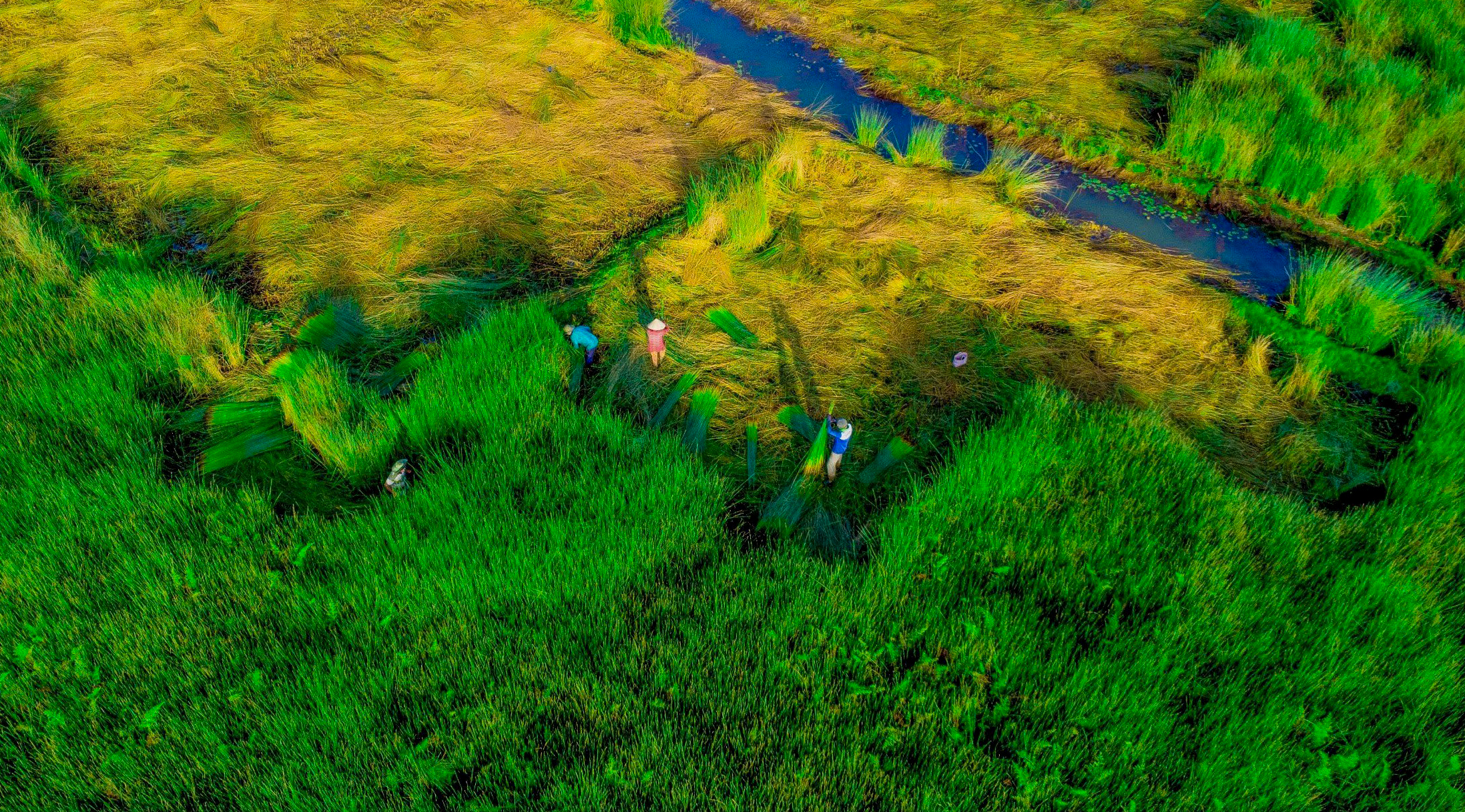 Ngắm vẻ đẹp xanh mùa thu hoạch cỏ bàng 