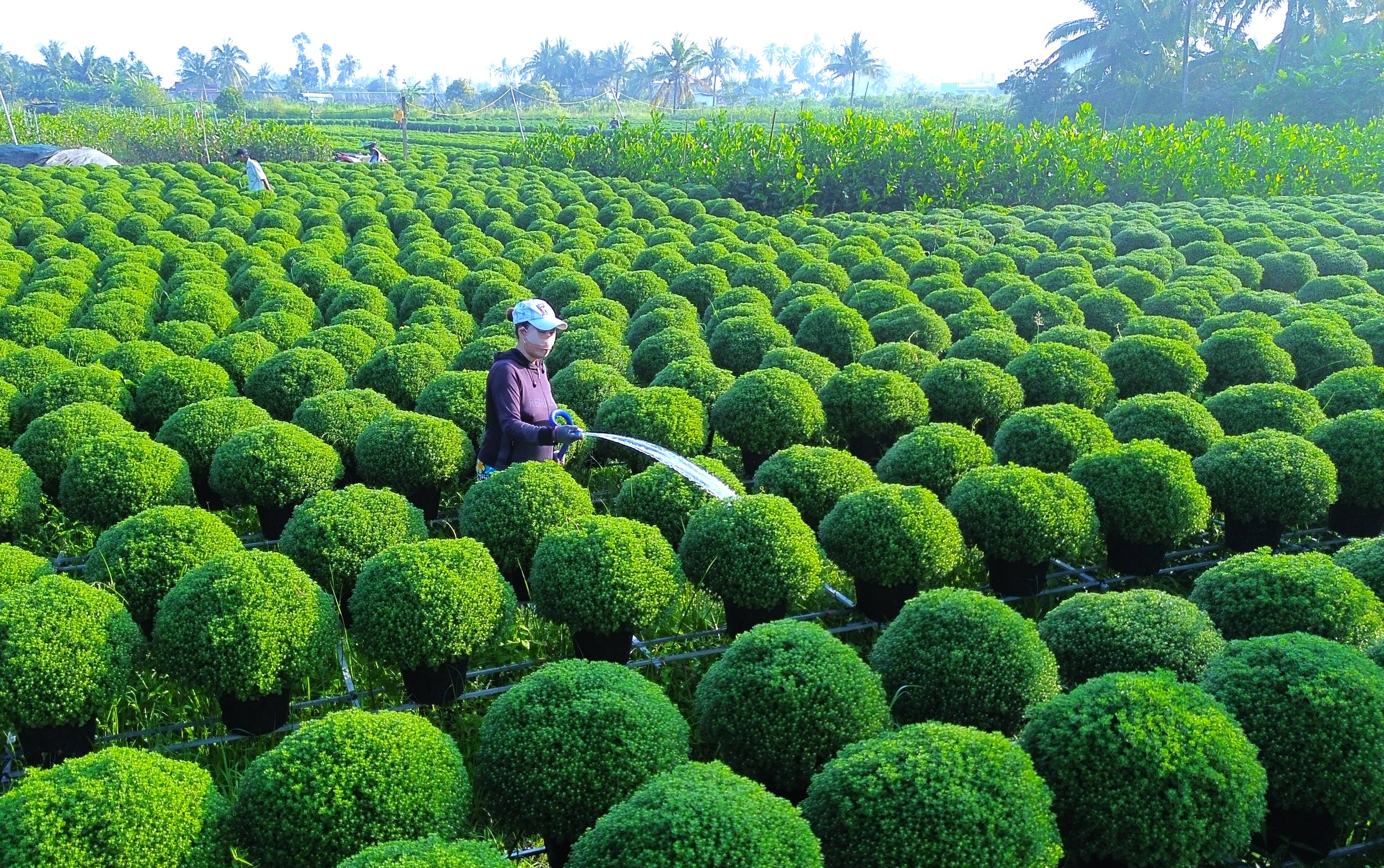 Cận Tết Bính Ngọ 2026, Làng hoa Chợ Lách rộn ràng vào mùa