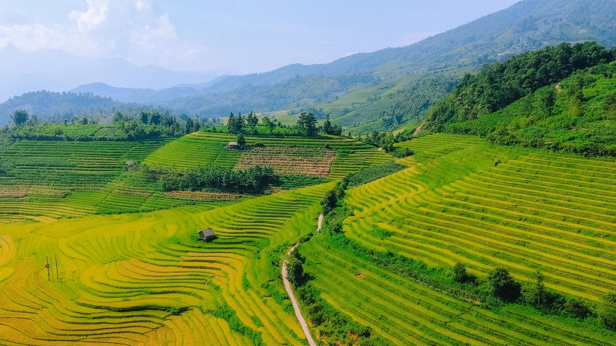 Ngắm ruộng bậc thang ở Nậm Cang, Sa Pa mùa lúa chín 