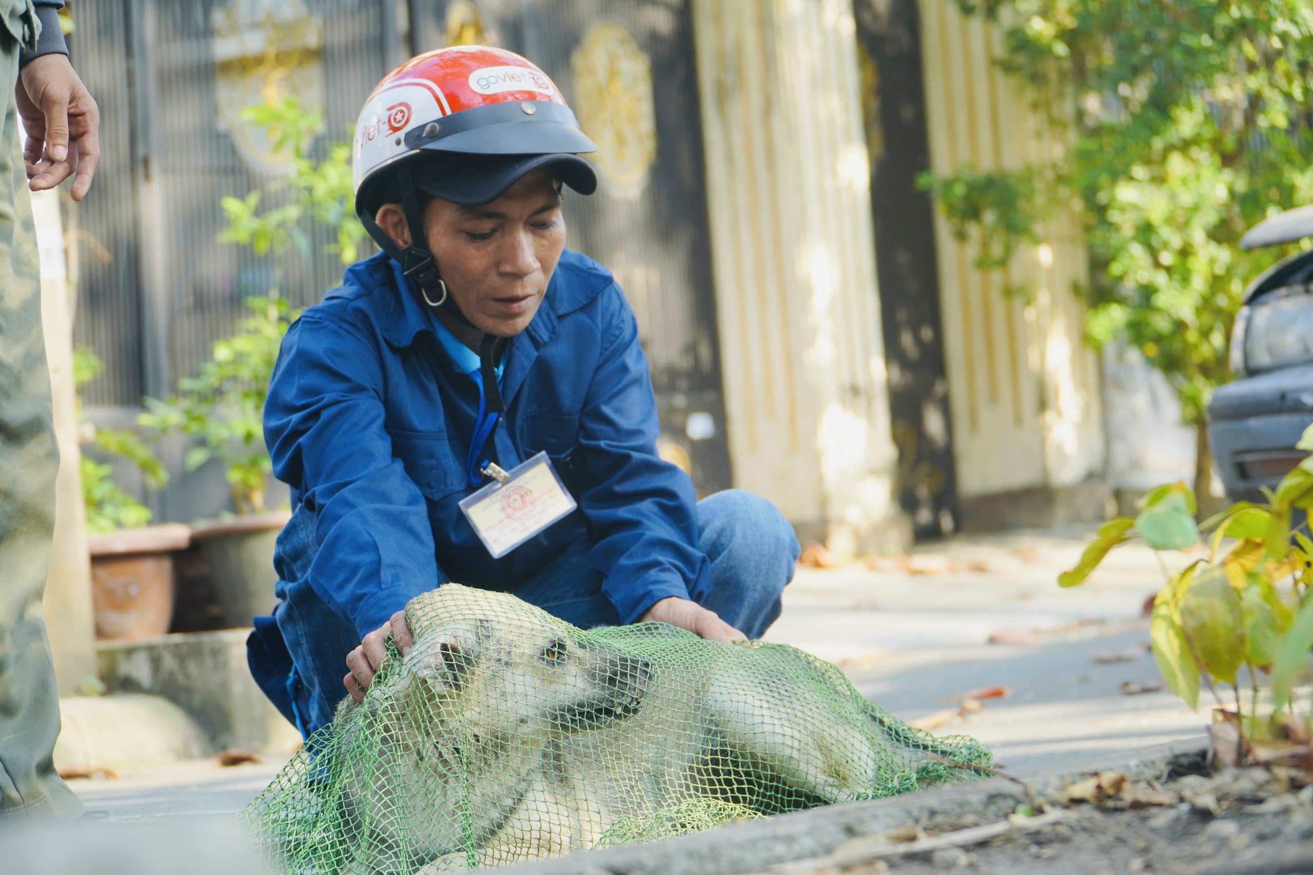 Đội bắt chó thả rông: Cách hay để chủ chó tìm lại đúng thú cưng của mình