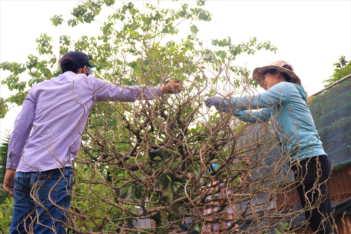 Làng mai Thủ Đức rộn ràng chăm sóc mai tết 