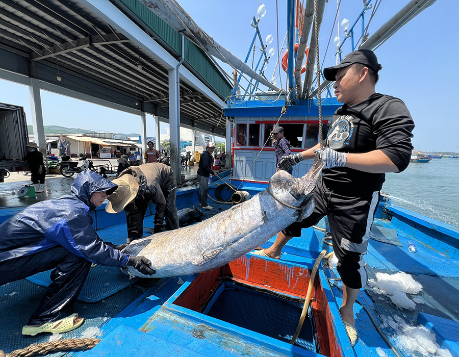 Quảng Ngãi quyết tâm chống khai thác IUU, cùng gỡ thẻ vàng cho hải sản Việt