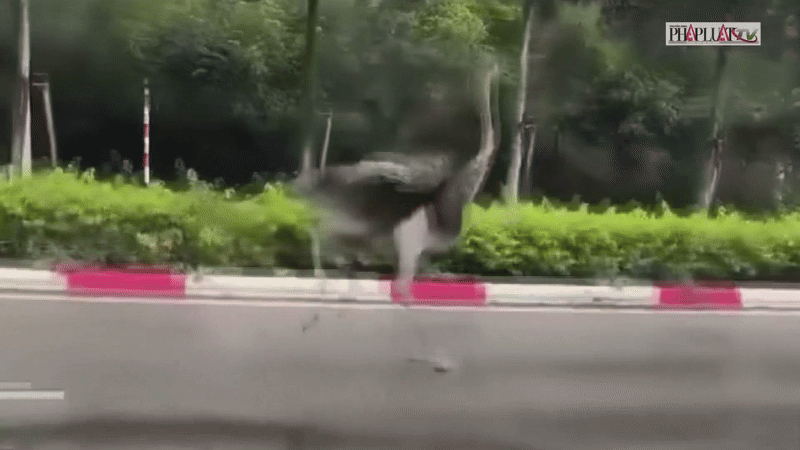 Người dân bất ngờ khi thấy đà điểu chạy trên đường ở TP.HCM