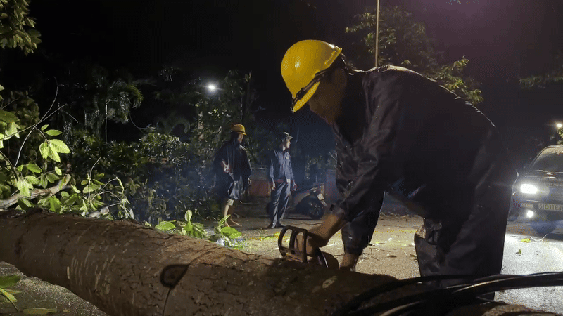 TP.HCM: Hàng loạt cây xanh bật gốc đè hỏng xe máy