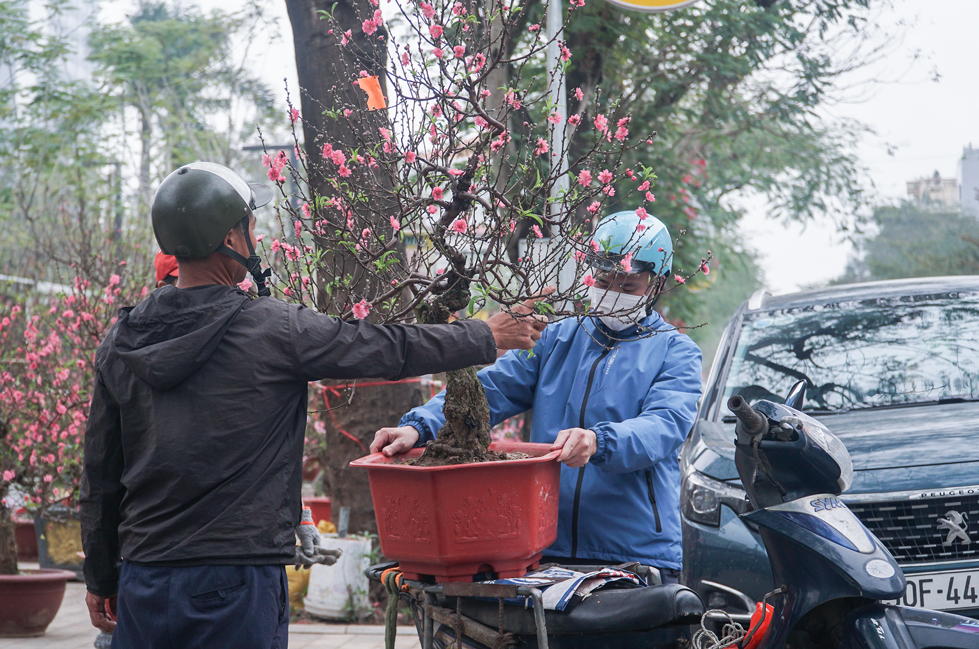 Kiếm bạc triệu mỗi ngày nhờ vận chuyển đào, quất thuê dịp cuối năm