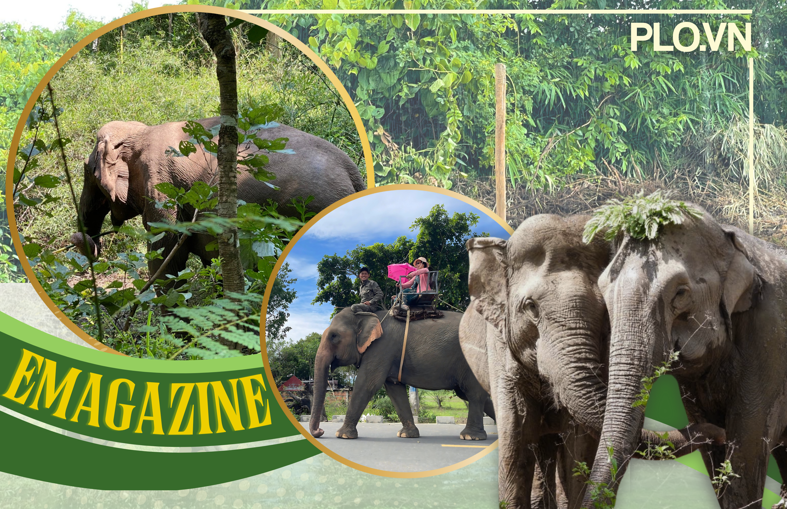 Tìm cách cứu voi nhà Đắk Lắk trước nguy cơ tuyệt chủng