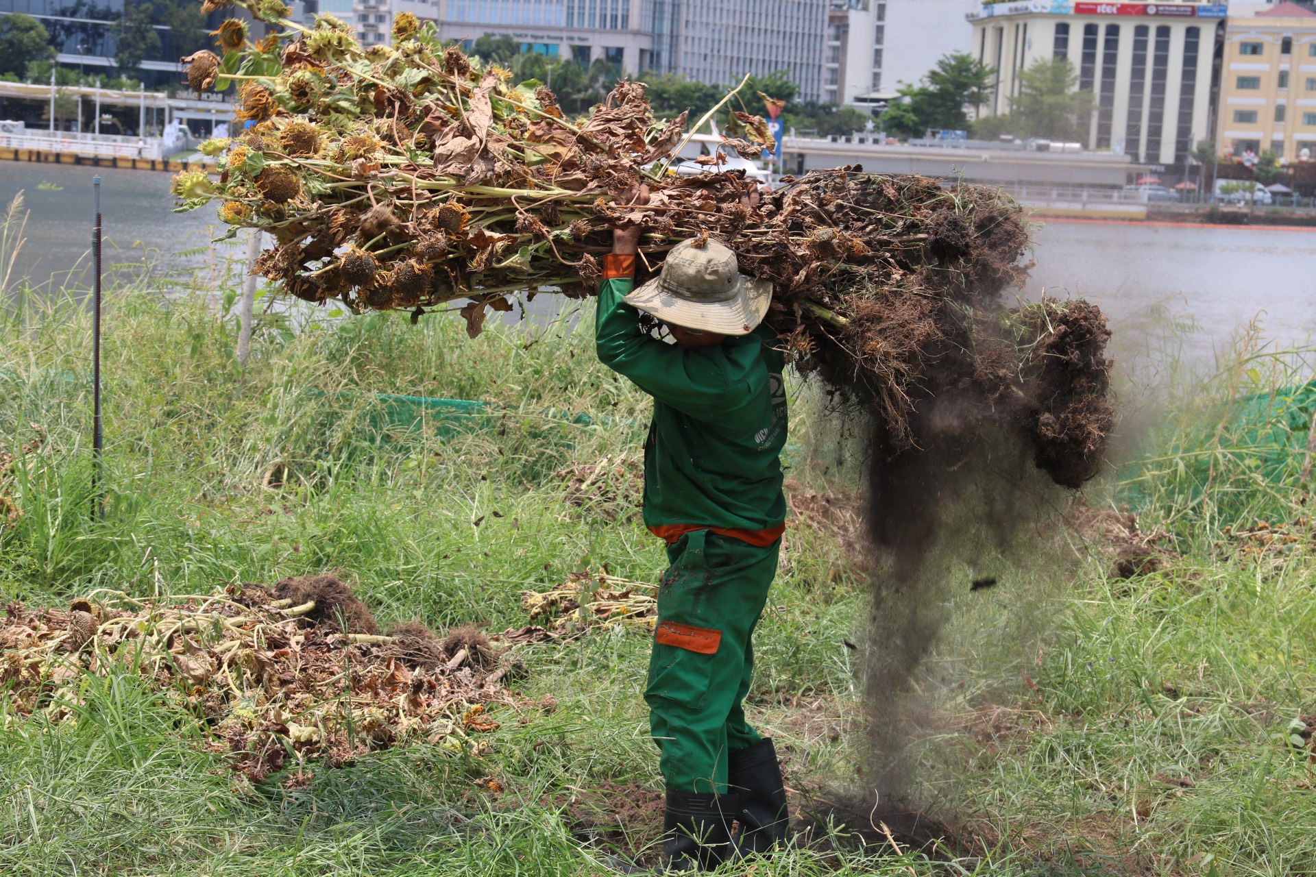 Trồng đợt hoa hướng dương mới ở Công viên bờ sông Sài Gòn 