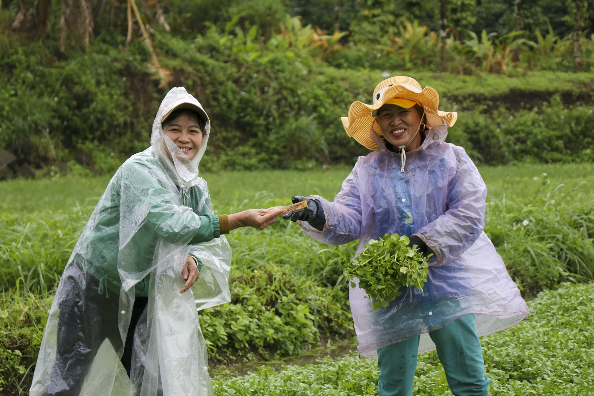 Người dân đội mưa hái rau được tưới nước từ giếng cổ ngàn năm