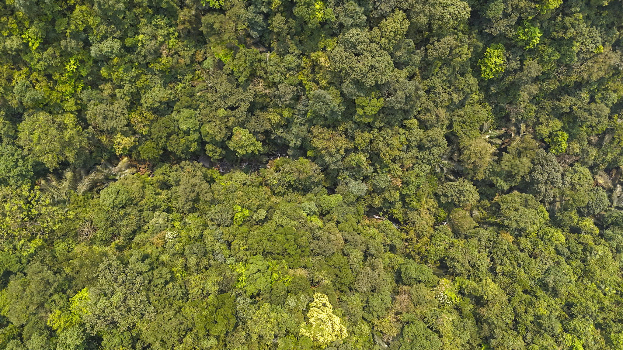 Rừng mai cổ thụ giữa đại ngàn Đakrông tỉnh Quảng Trị