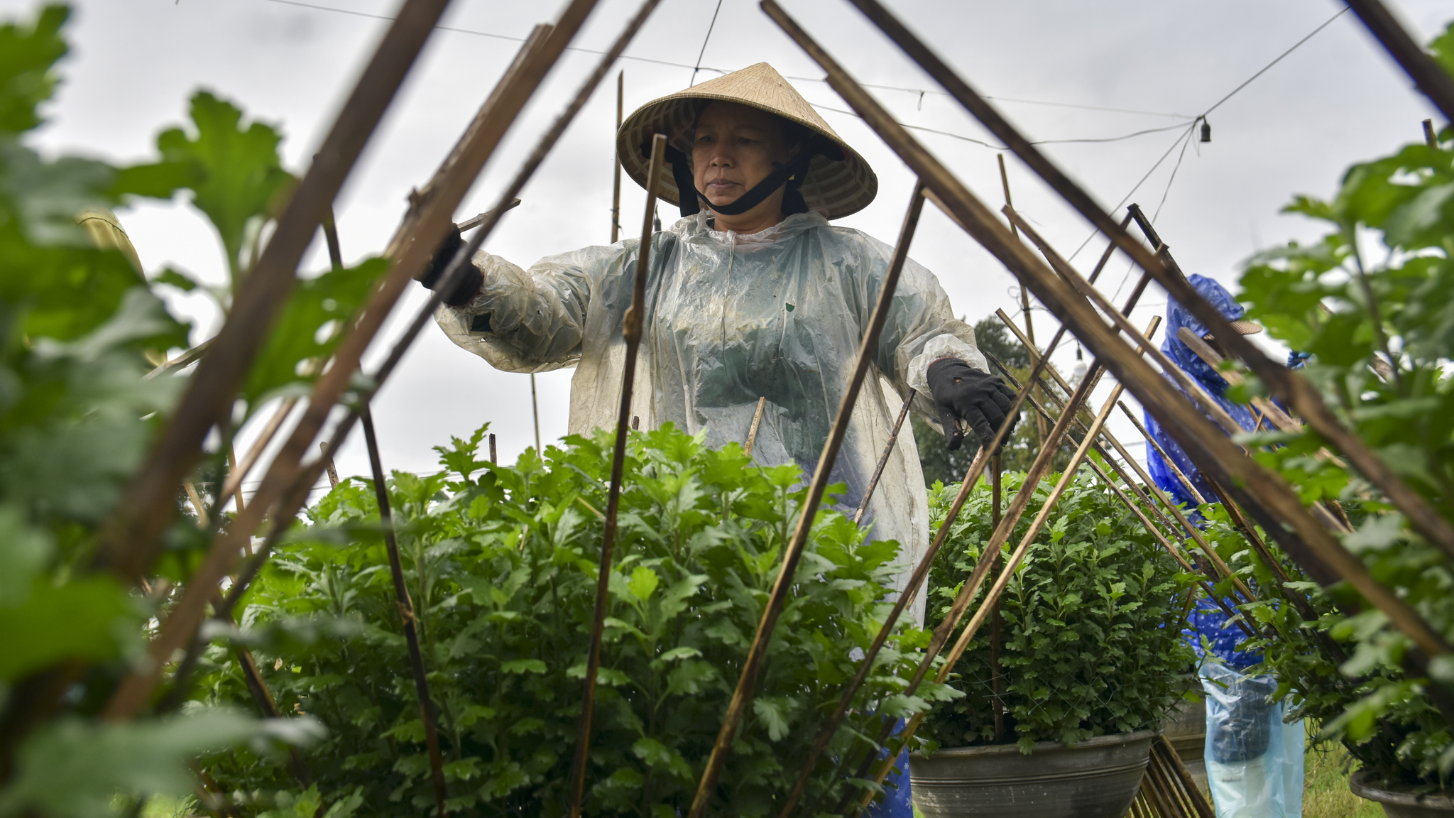 Bỏ dài trồng ngắn, nông dân Huế nơm nớp sợ 'Bà chẳng tha'