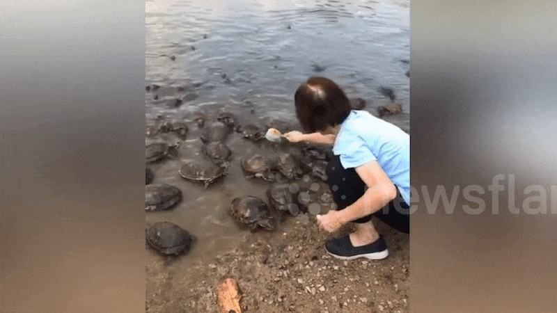 Rùa kéo nhau lên bờ để được chà lưng