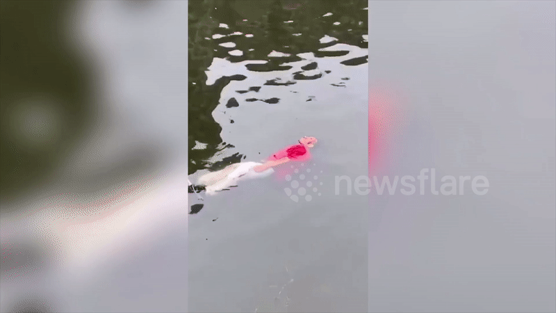 Lạ lùng người đàn ông tự thả trôi sông