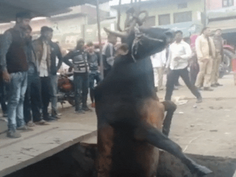 Huy động xe cẩu giải cứu bò mắc kẹt dưới cống