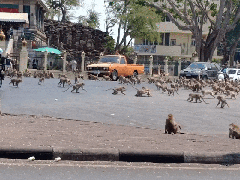 COVID-19: Khỉ điên cuồng kiếm thức ăn do vắng du khách