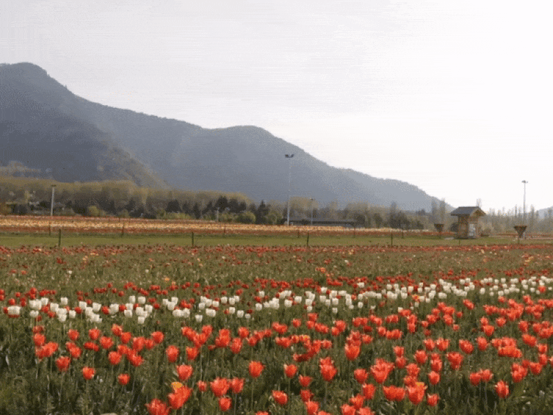 Hàng triệu hoa tulip nở rộ mà không có du khách vì COVID-19