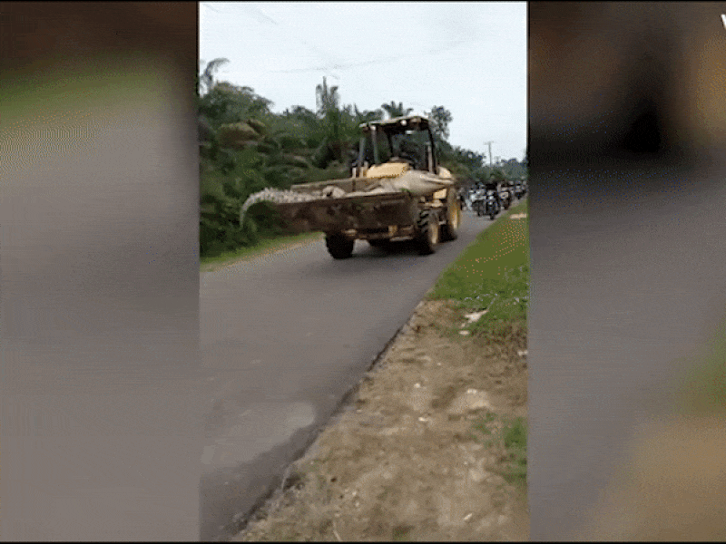 Bắt được cá sấu quỷ 50 năm tuổi, nặng nửa tấn