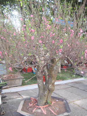 Hoa, cây cảnh: Có loại giá bán đến 1,5 tỉ đồng ảnh 2 Hoa, cây cảnh: Có loại giá bán đến 1,5 tỉ đồng ảnh 2