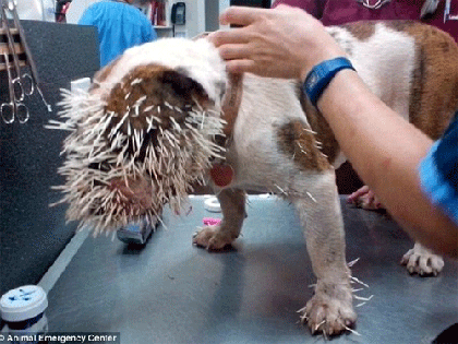 Cô chó bị 500 chiếc lông nhím găm đầy mặt ảnh 2