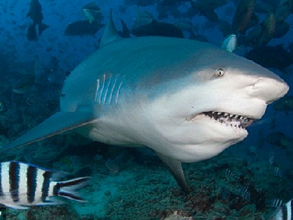 Cá mập cắn đứt tay chân một người lướt sóng! ảnh 1