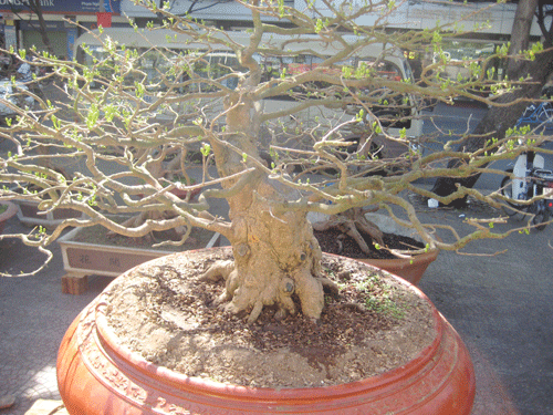 Hoa, cây cảnh: Có loại giá bán đến 1,5 tỉ đồng ảnh 1 Hoa, cây cảnh: Có loại giá bán đến 1,5 tỉ đồng ảnh 1