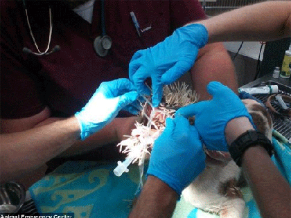 Cô chó bị 500 chiếc lông nhím găm đầy mặt ảnh 4