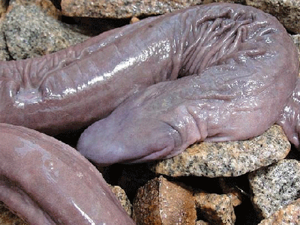 Phát hiện rắn lạ dưới đáy sông ảnh 1