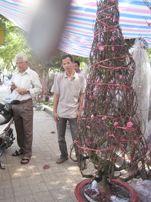 Hoa, cây cảnh: Có loại giá bán đến 1,5 tỉ đồng ảnh 3 Hoa, cây cảnh: Có loại giá bán đến 1,5 tỉ đồng ảnh 3