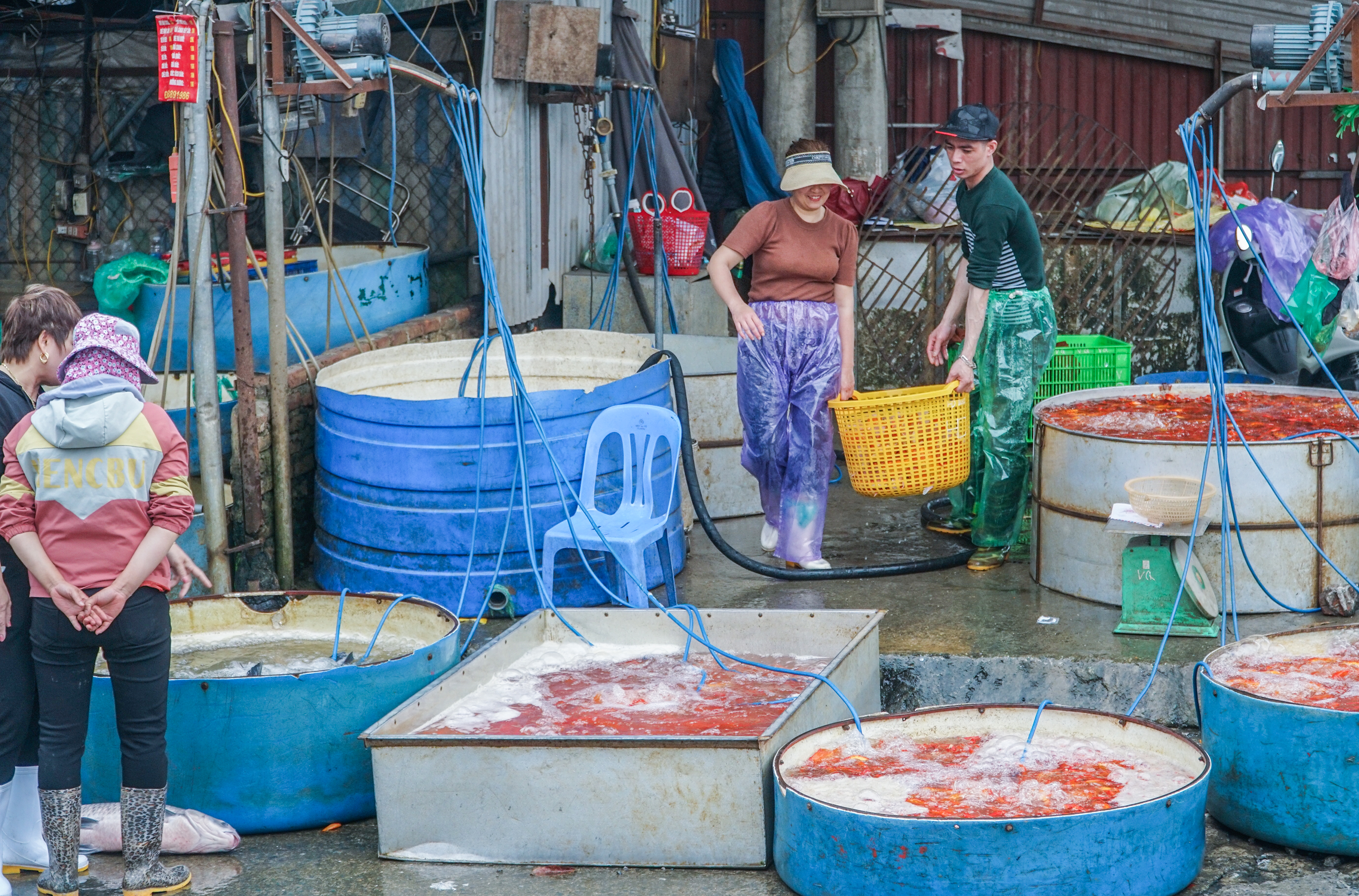 Chợ cá Yên Sở ở Hà Nội tấp nập gần ngày cúng ông Công ông Táo