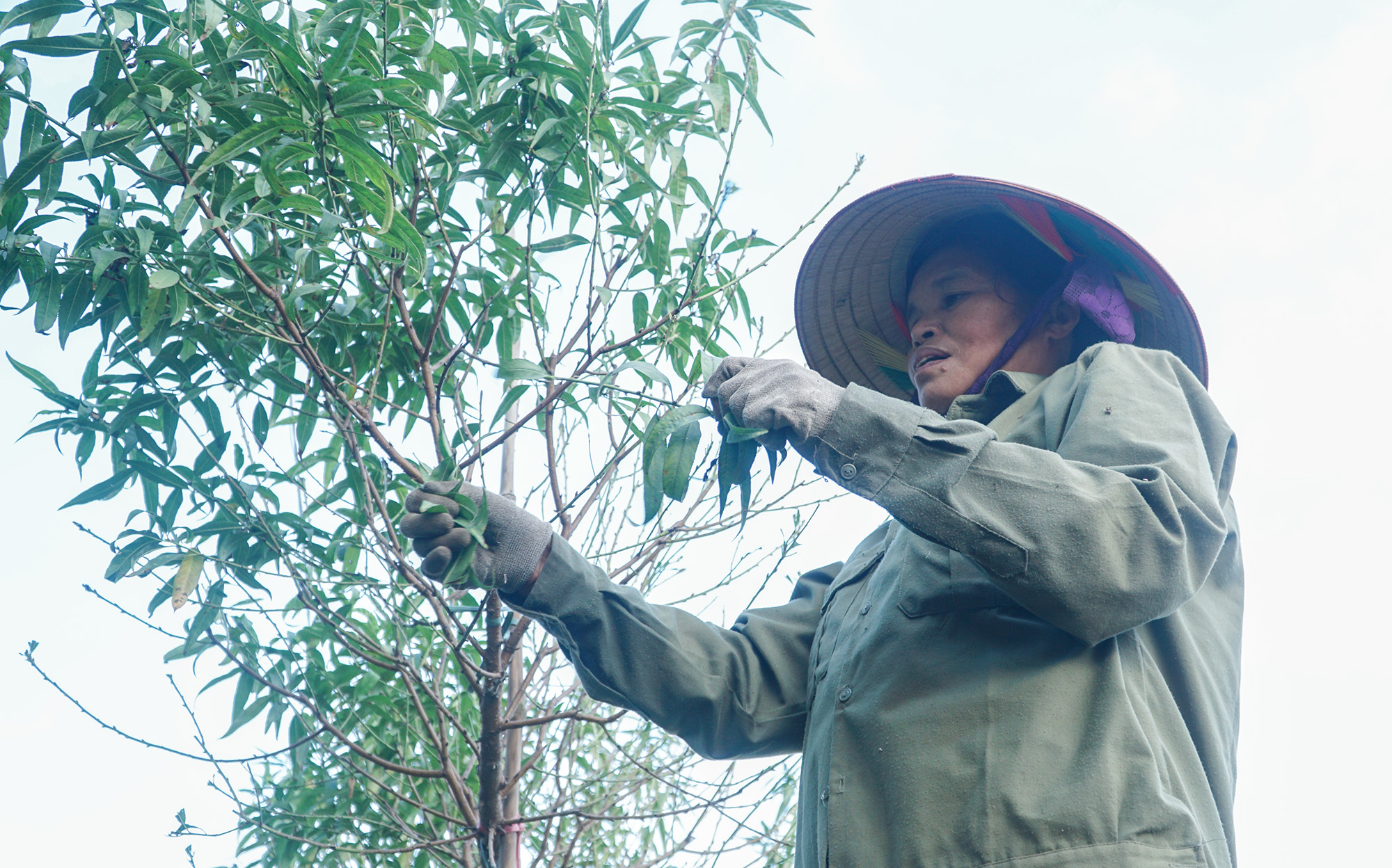 Làng Đào Nhật Tân ‘hãm đào’ để phục vụ đúng dịp Tết Nguyên đán