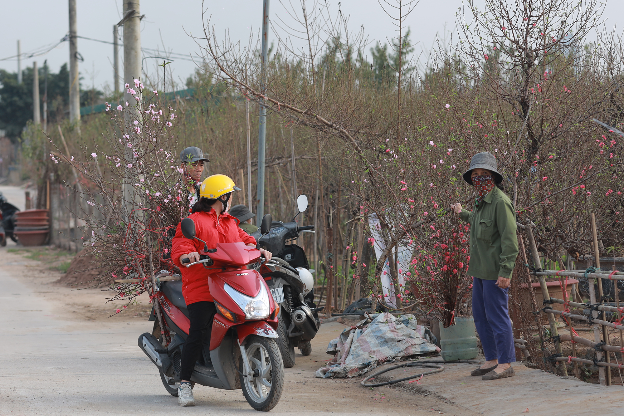 Đào Nhật Tân bung nở, nhiều người mua về chơi Tết sớm