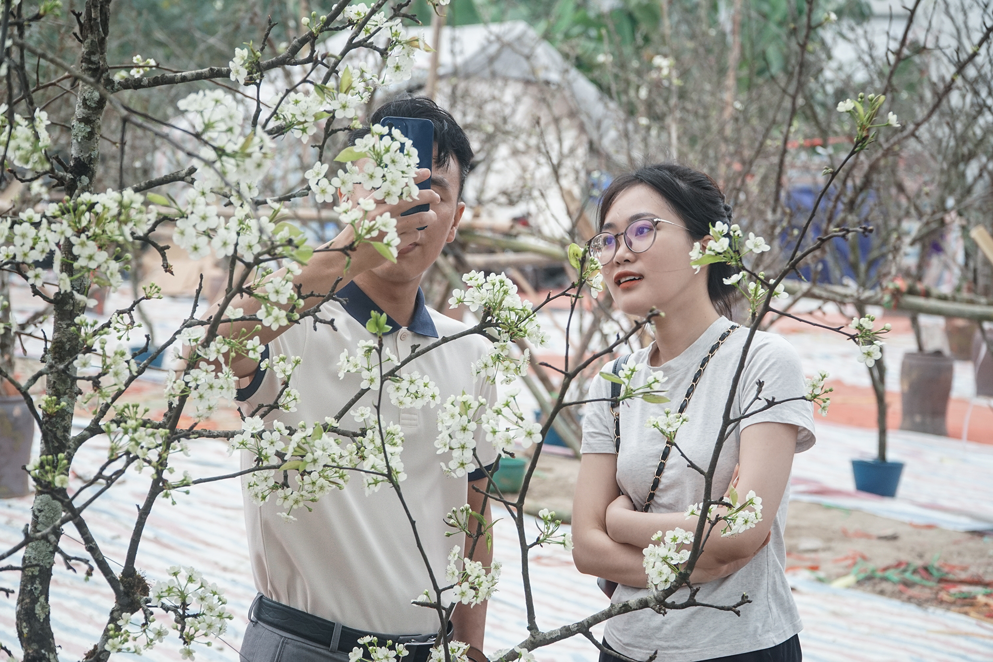  Sau Tết Nguyên đán người dân Hà Nội chuyển sang chơi hoa lê rừng