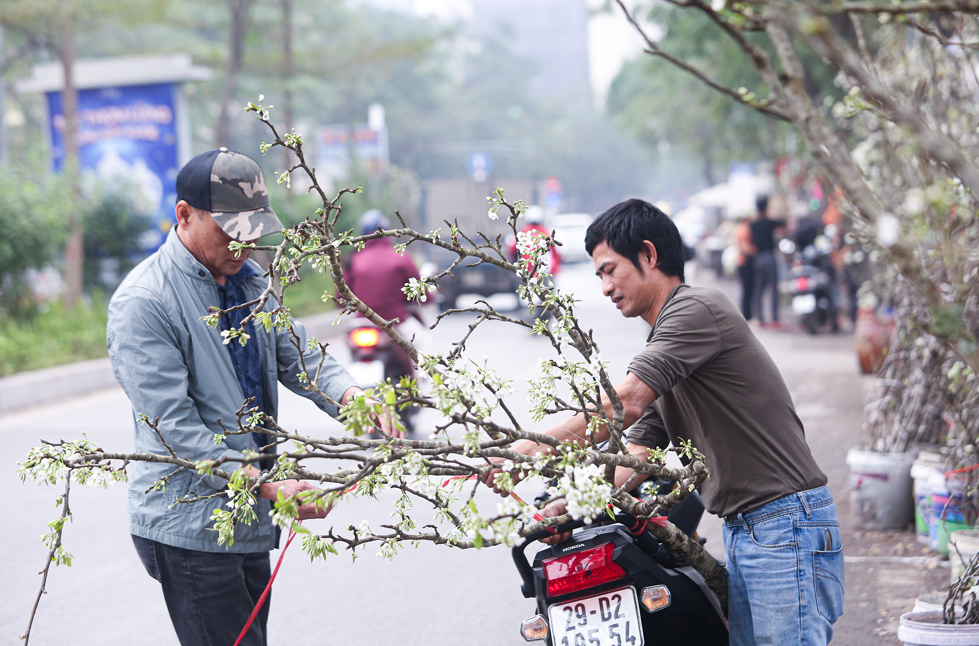 Người dân Hà Nội đổ xô mua hoa lê rừng giá tiền triệu
