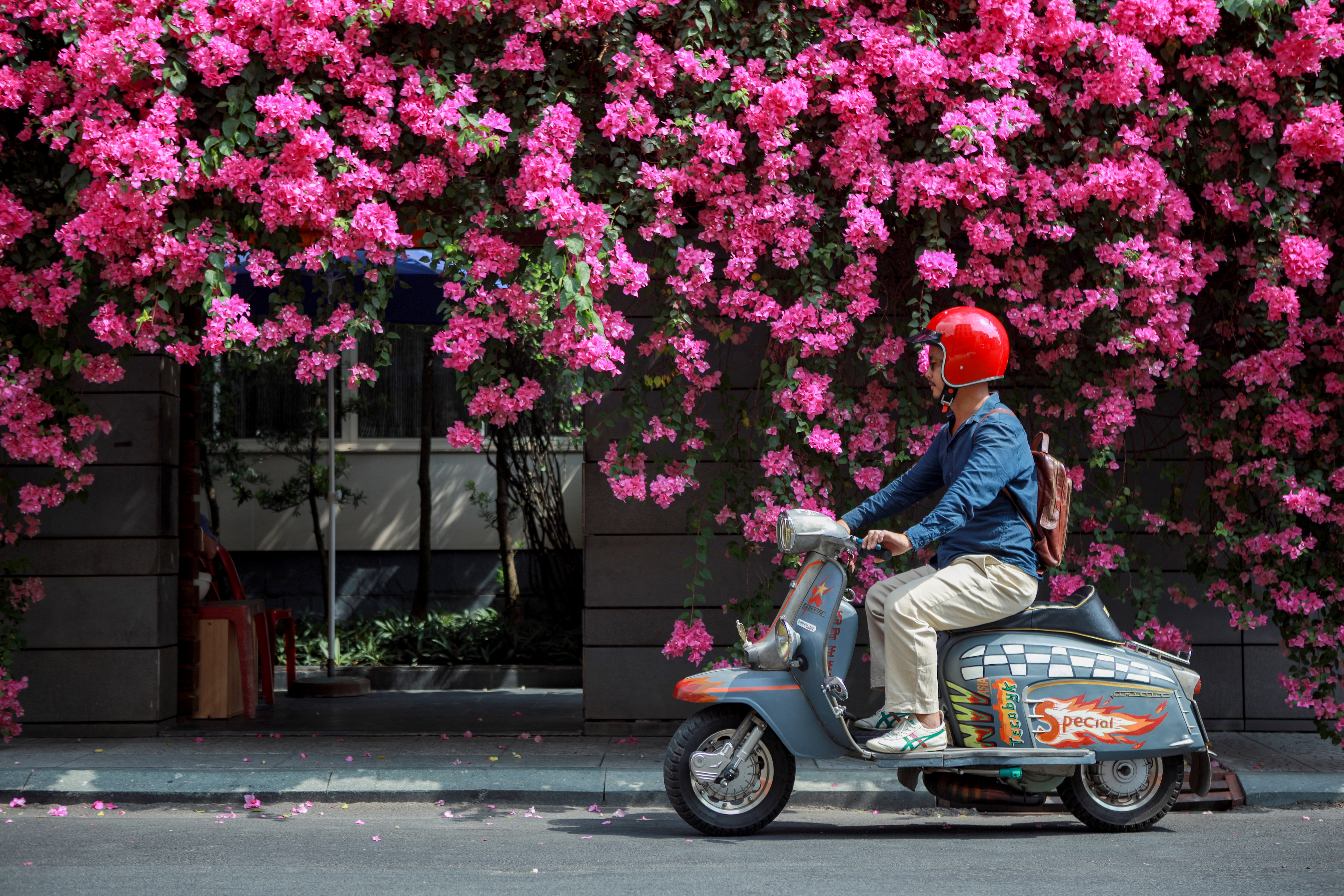 Mùa hoa giấy Sài Gòn