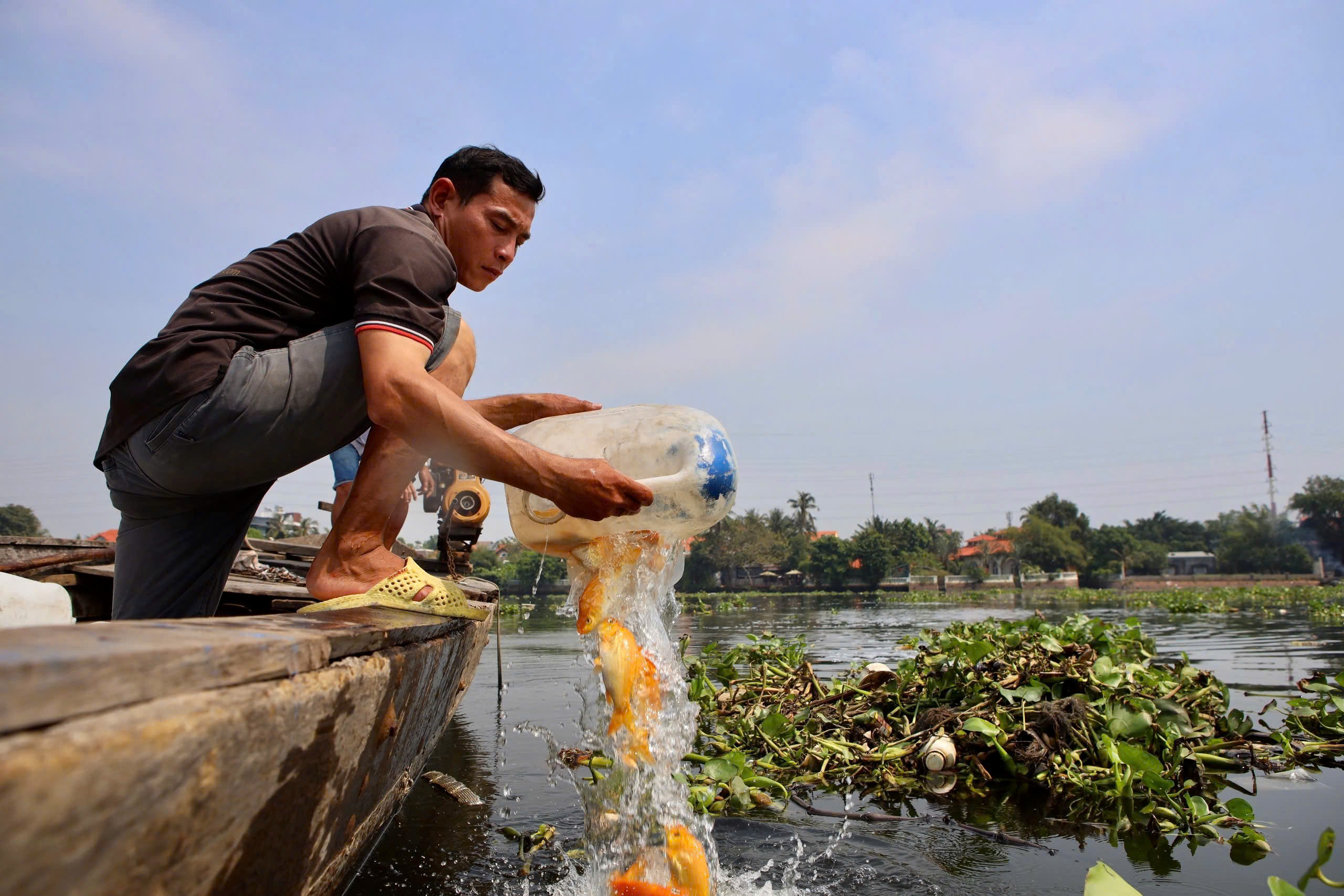 Người dân TP.HCM thuê người phóng sinh cá