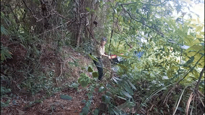 Con kỳ đà được người dân dùng võng bắt ở Bình Chánh được thả về tự nhiên