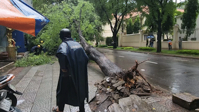 2 cây me bật gốc đè 5 xe máy trên đường Nguyễn Du