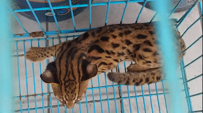 Mất 4 đến 5 con gà, người đàn ông ở Thủ Đức bẫy được con vật quý